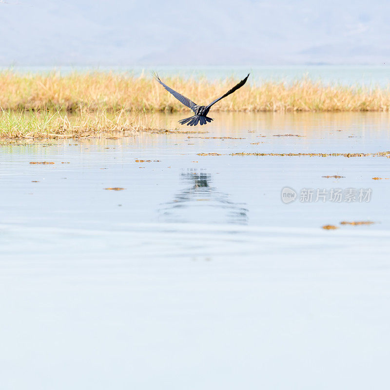 非洲飞镖(Anhinga rufa)